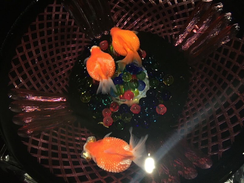 รีวิวเทศกาลปลาทอง “อาร์ตอควาเรียม’’ ฤดูร้อนโตเกียว
