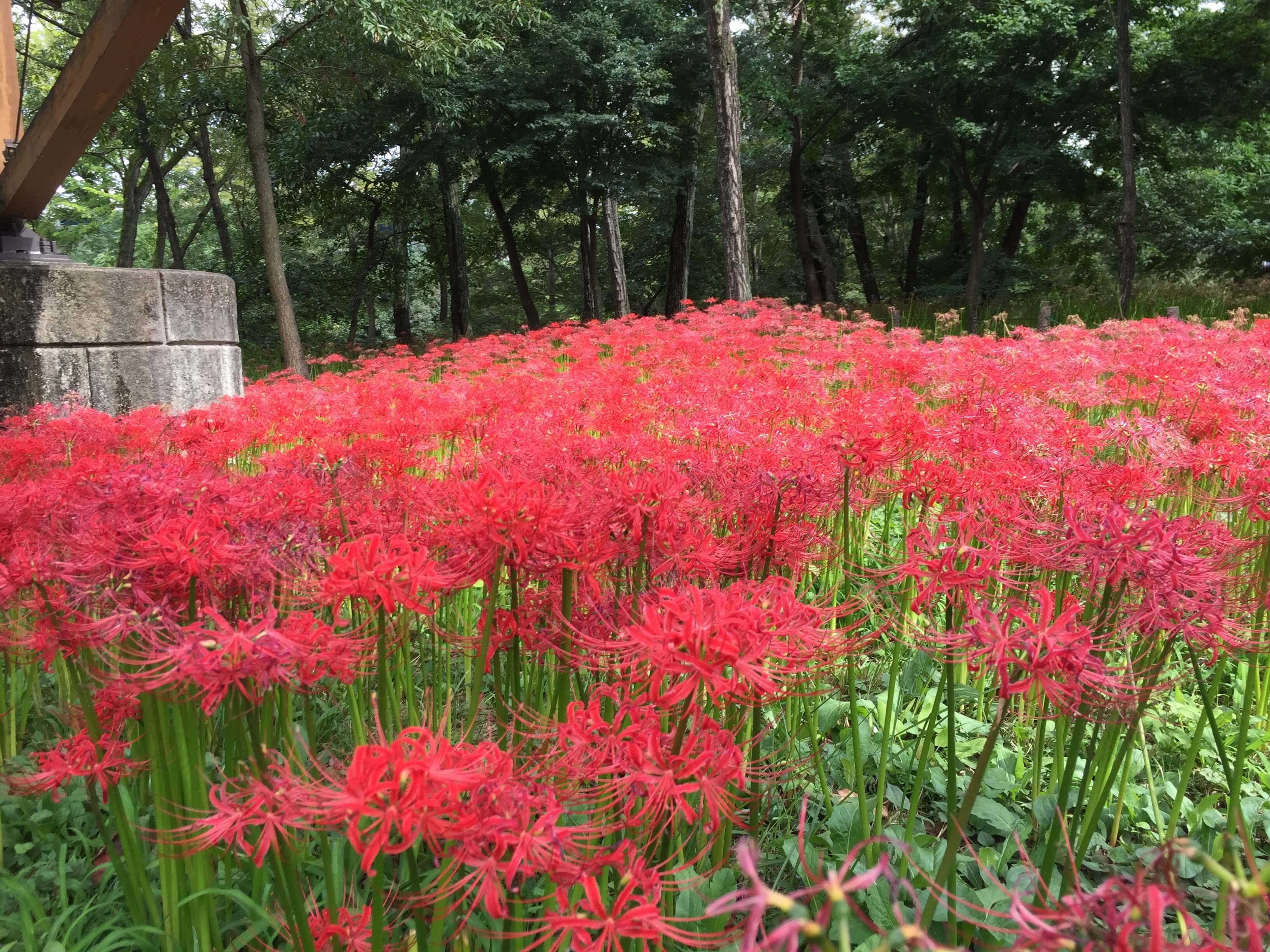 เทศกาลดอกไม้สีแดง “ฮิกังบะนะ”