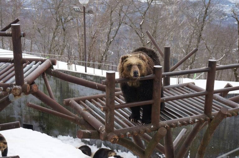 ตะลอน Noboribetsu หน้าหนาว กินปู ดูหมี แช่ออนเซ็น ดูนินจา
