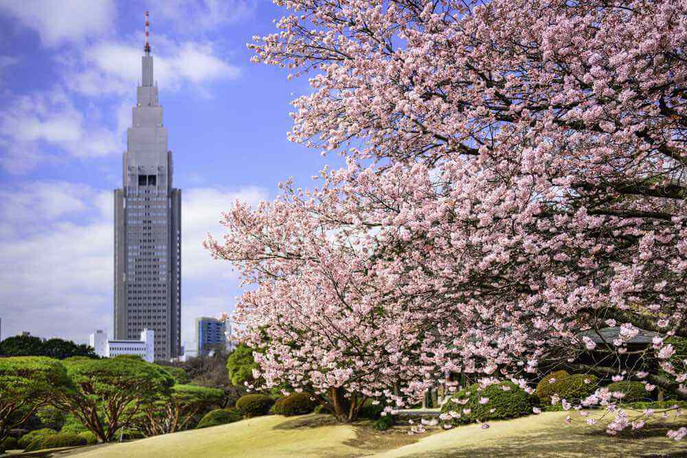 shinjyuku-gyoen-saura