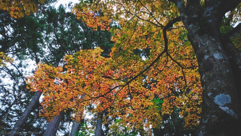 Autumn in Kansai ตอน ตามหาความสงบท่ามกลางใบไม้แดงบนภูเขาแห่งความศักดิ์สิทธิ์