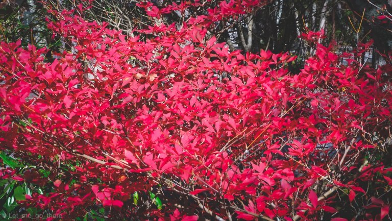 Autumn in Kansai ตอน ตามหาความสงบท่ามกลางใบไม้แดงบนภูเขาแห่งความศักดิ์สิทธิ์