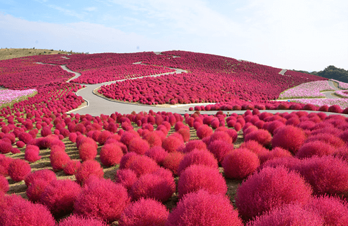 Hitachi Kaihin Kouen สวนที่พลาดไม่ได้สำหรับคนรักดอกไม้