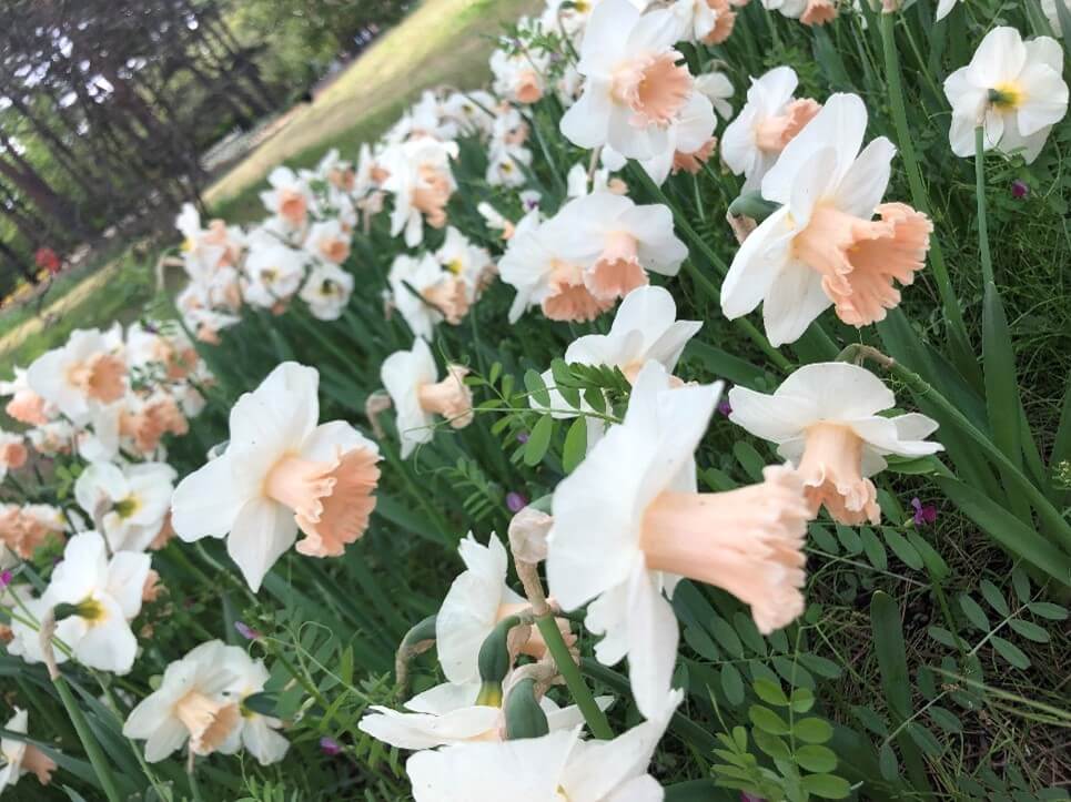Hitachi Kaihin Kouen สวนที่พลาดไม่ได้สำหรับคนรักดอกไม้