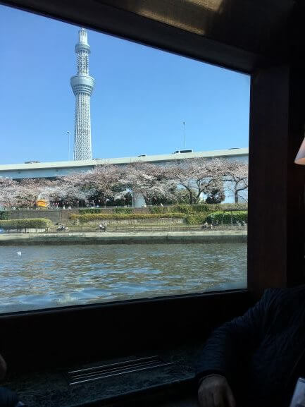 ล่องเรือชมซากุระริมแม่น้ำซุมิดะ(Sumida River) ท่องสวนดอกไม้ฮะมะริคิว(Hamarikyu Gardens)