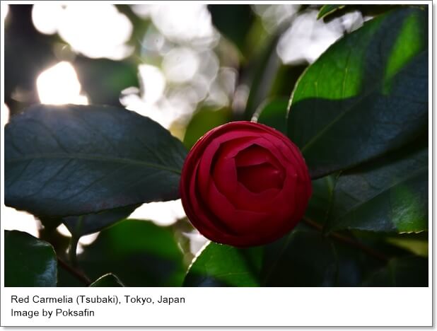 ทำความรู้จักความหมายของดอกไม้ชื่อดังในญี่ปุ่น: Hanakotoba