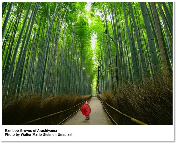 เอาใจสายเขียว…แนะนำที่เที่ยวเชิงนิเวศในญี่ปุ่น (Eco-Friendly Destinations in Japan)