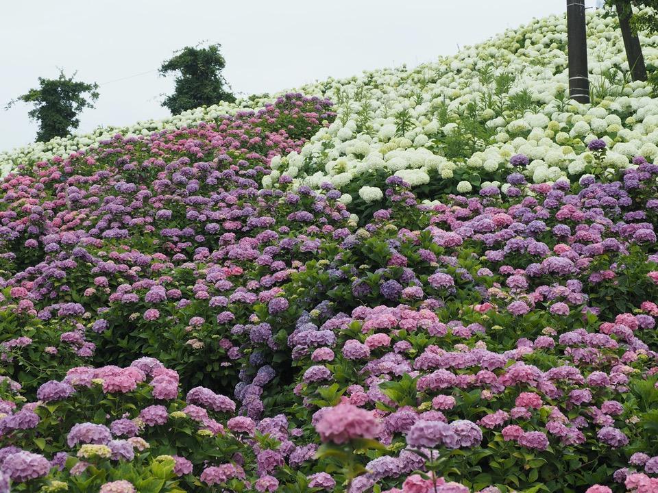 สายฝนพรำและดอกอาจิไซ ณ สวนดอกไม้คาซาฮายะโนะซาโตะแห่งเมือง สึ