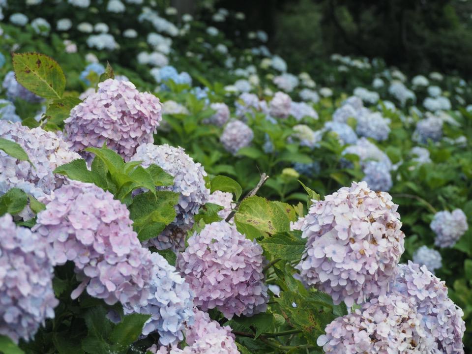 สายฝนพรำและดอกอาจิไซ ณ สวนดอกไม้คาซาฮายะโนะซาโตะแห่งเมือง สึ