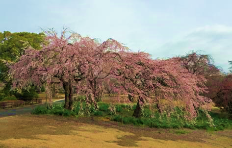 ชินจูกุเกียวเอ็น สวนสาธารณะกลางเมืองที่สามารถเพลิดเพลินได้ทั้งสี่ฤดู”