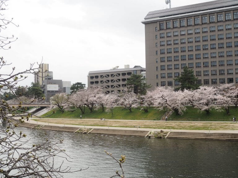 เดินเล่นชมซากุระริมแม่น้ำโอโตะ ณ เมืองฮิกาชิโอคะซากิ จังหวัดไอจิ