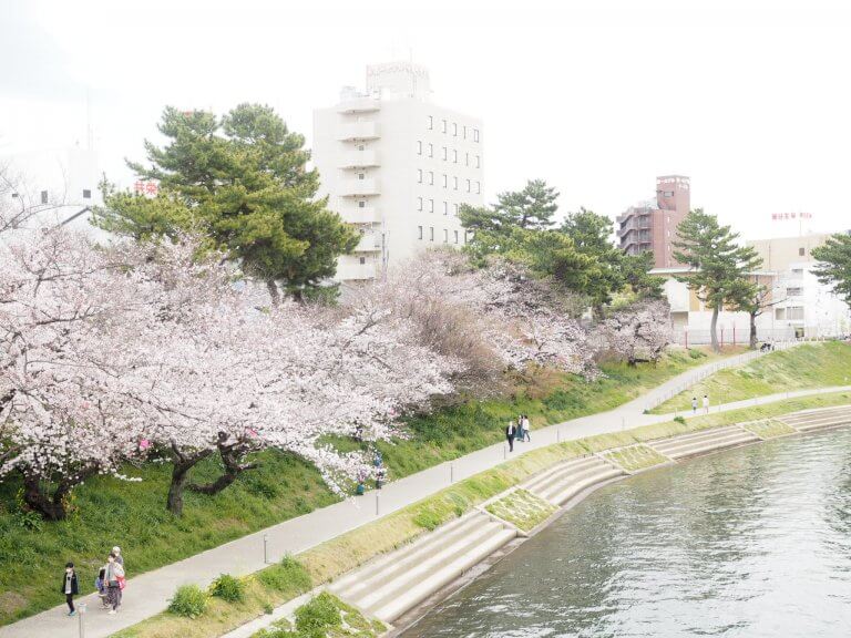 เดินเล่นชมซากุระริมแม่น้ำโอโตะ ณ เมืองฮิกาชิโอคะซากิ จังหวัดไอจิ