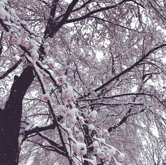 เมื่อหิมะตกในวันที่ดอกซากุระเบ่งบาน.. “ซากุระคาคุชิ” ..