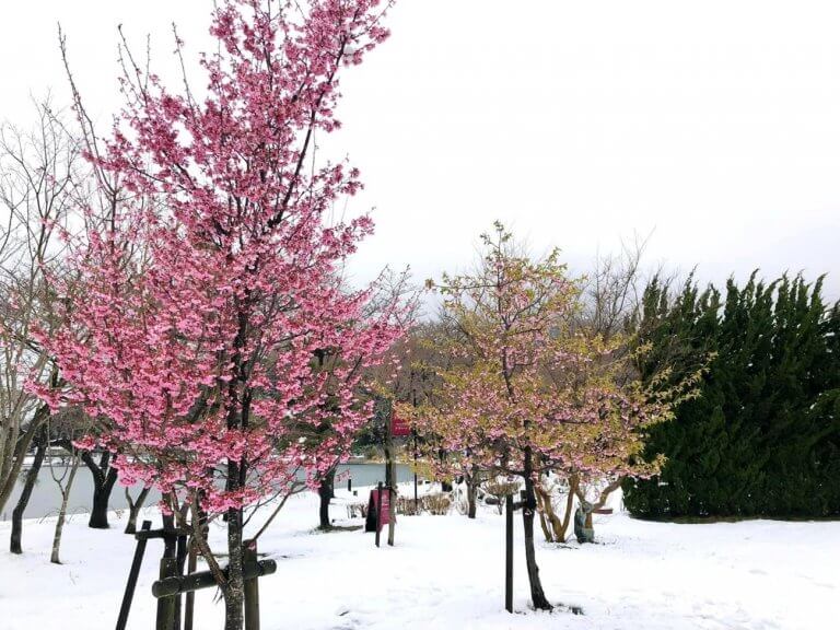 เมื่อหิมะตกในวันที่ดอกซากุระเบ่งบาน.. “ซากุระคาคุชิ” ..