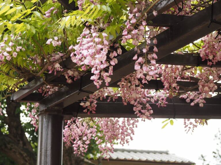 ดอกฟุจิแห่งวัดฟุจิอิเดระ (藤井寺:Fujiidera)