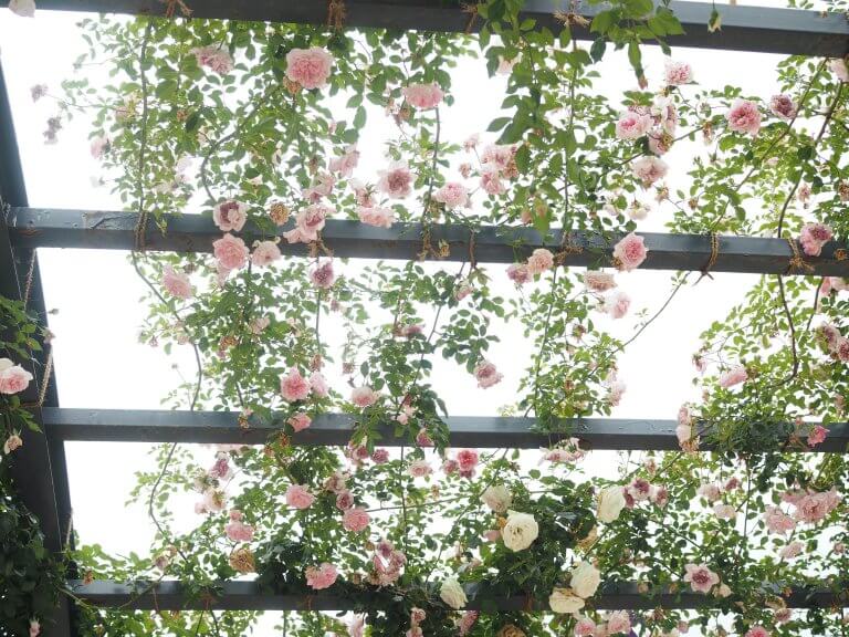 พาชมเทศกาลดอกกุหลาบของเมืองโอซาก้า