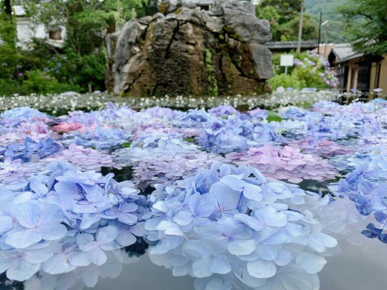 ฤดูฝนกับดอกอาจิไซ