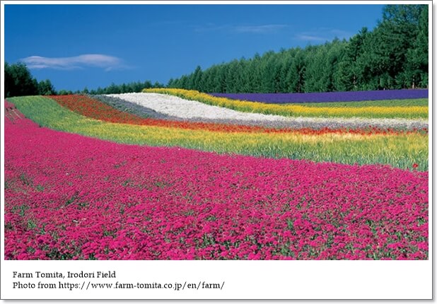 ทุ่งดอกไม้หลากสีทั่วญี่ปุ่น…ที่คุณห้ามพลาด!
