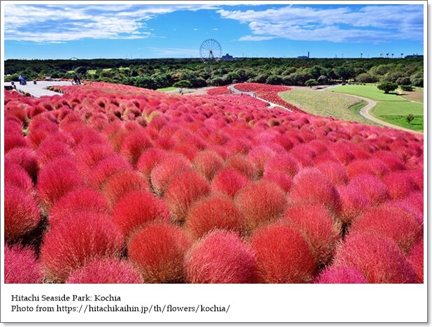 ทุ่งดอกไม้หลากสีทั่วญี่ปุ่น…ที่คุณห้ามพลาด!
