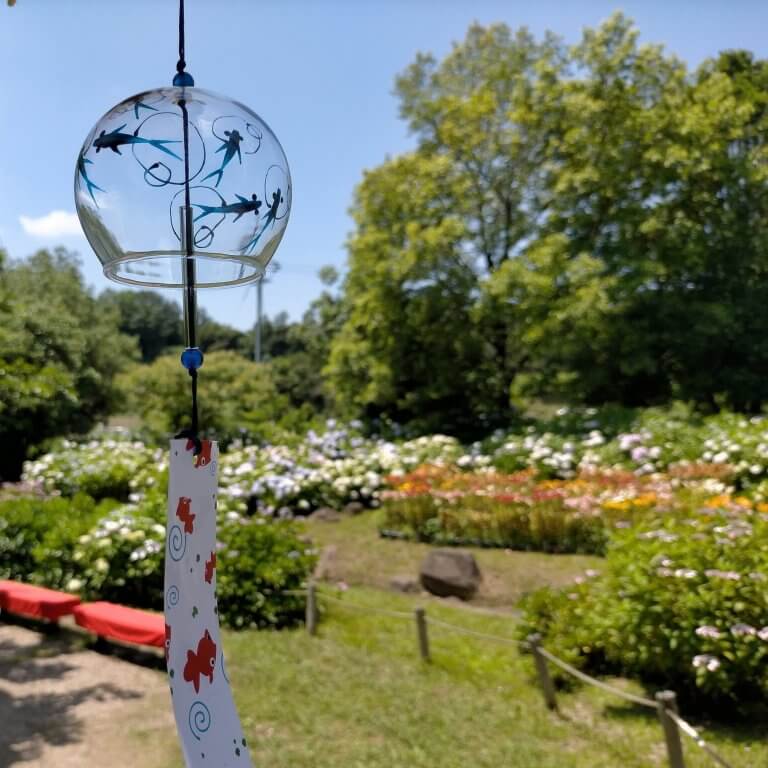 ดอกอาจิไซ ณ สวนทนโบะอิเคะ(Tonboike Park) เมืองคิชิวาดะ