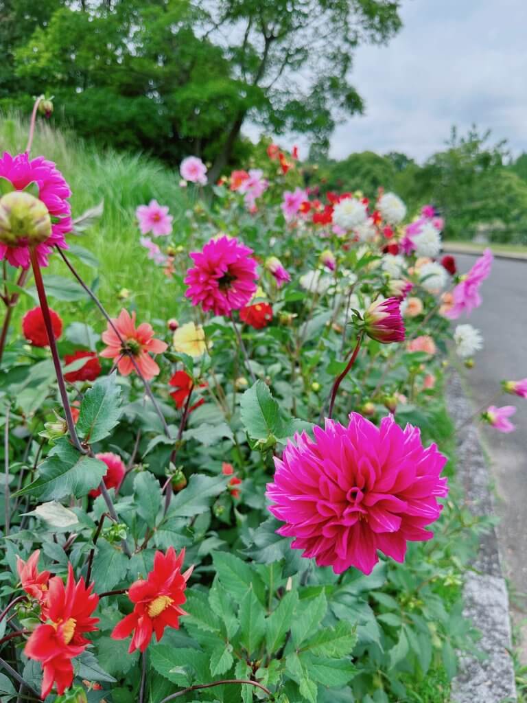 ดอกอาจิไซ ณ สวนทนโบะอิเคะ(Tonboike Park) เมืองคิชิวาดะ