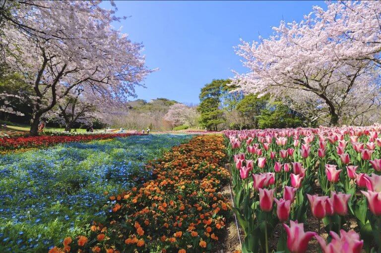 ความงดงามแห่งฤดูใบไม้ผลิที่..สวนฮิโนะยามะ..