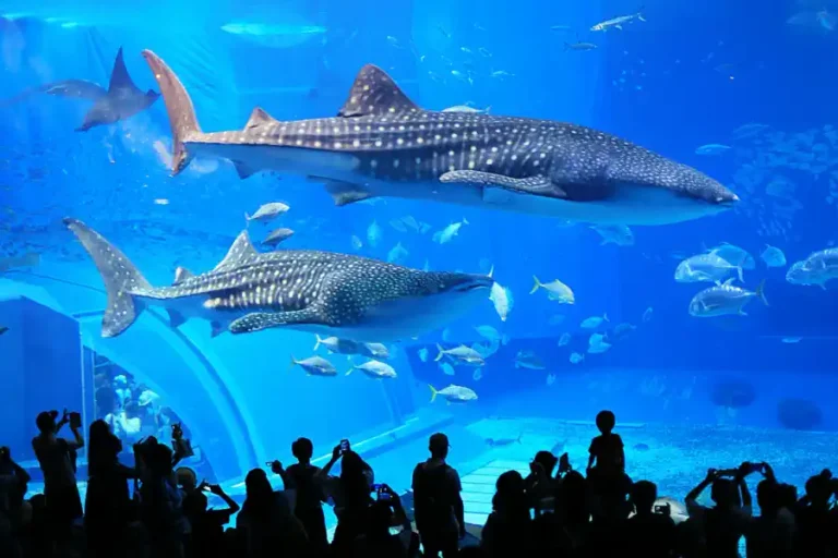 Okinawa มีอะไรน่าสนใจ