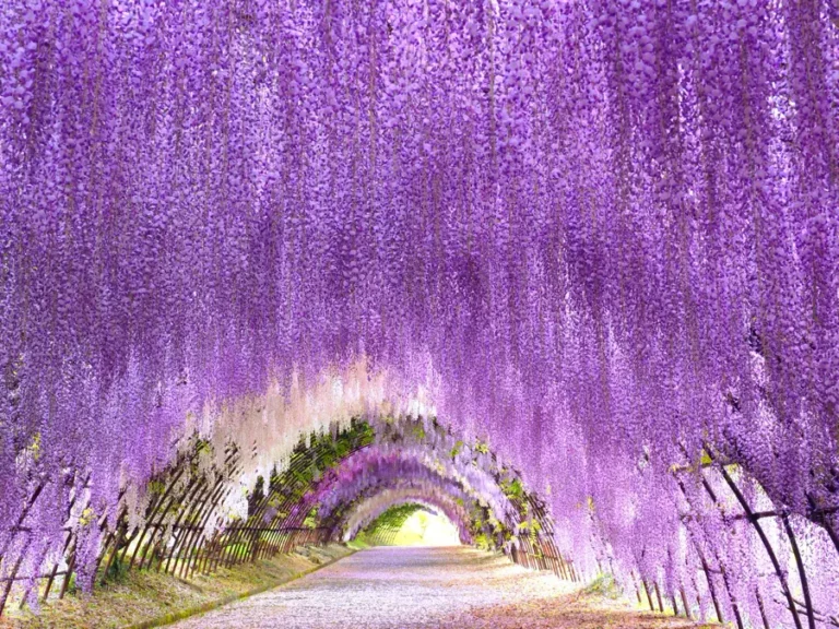 สถานที่ชมดอกวิสทีเรียที่ดีที่สุดในญี่ปุ่น