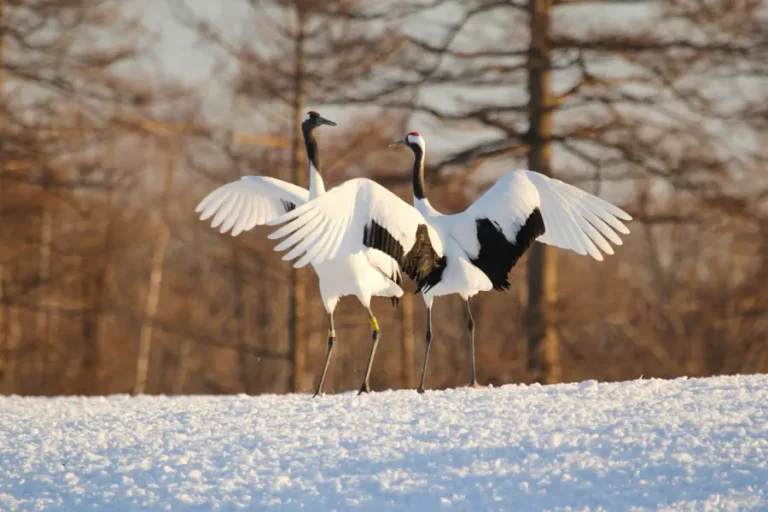 สถานที่ชมนกยอดนิยมในญี่ปุ่น (Birds-Watching in Japan)