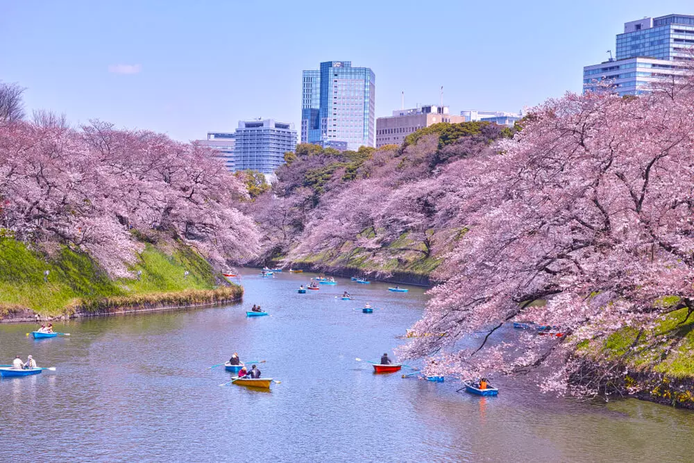 Cherry blossoms at Chidorigafuchi
