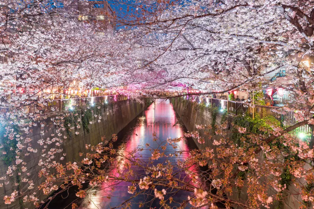 Meguro river Sakura